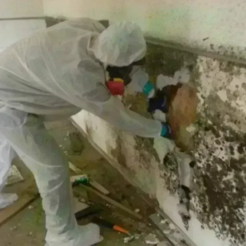 Mold Remediation and Removal in Albemarle County, VA